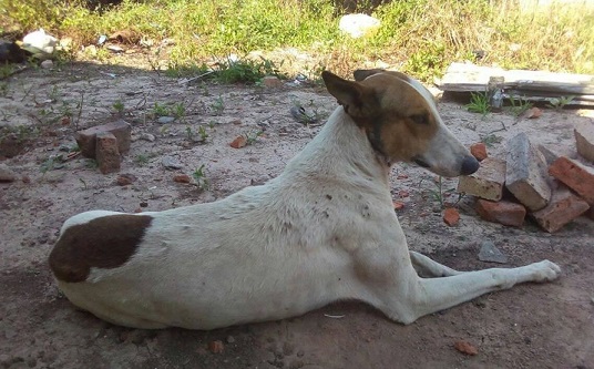 Cuatro_Patas_Veterinarios.jpg