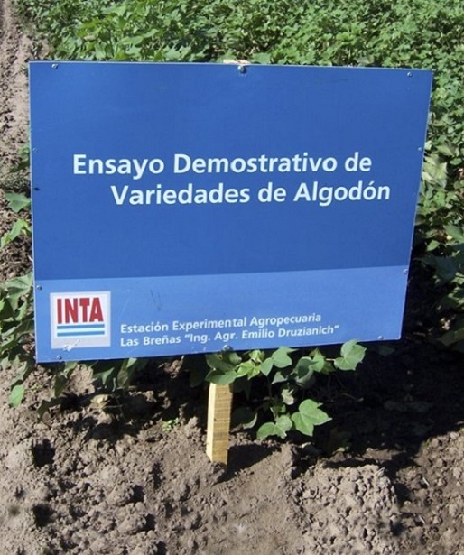 Ensayo_algodn_cartel.jpg