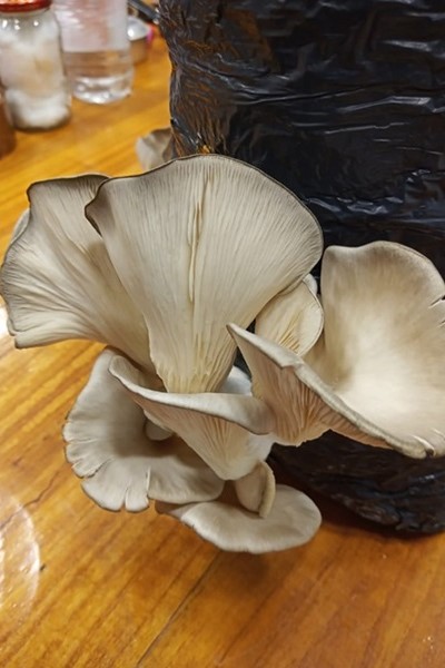 INTA_Produccin_grgolas_Pinedo_ejemplo.jpg