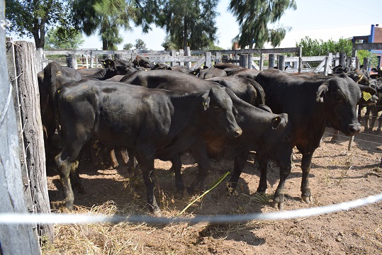 Remate_Sociedad_Rural_02.jpg