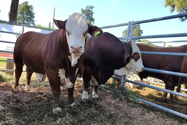 Remate_Toros_encuentro_ganadero.jpg